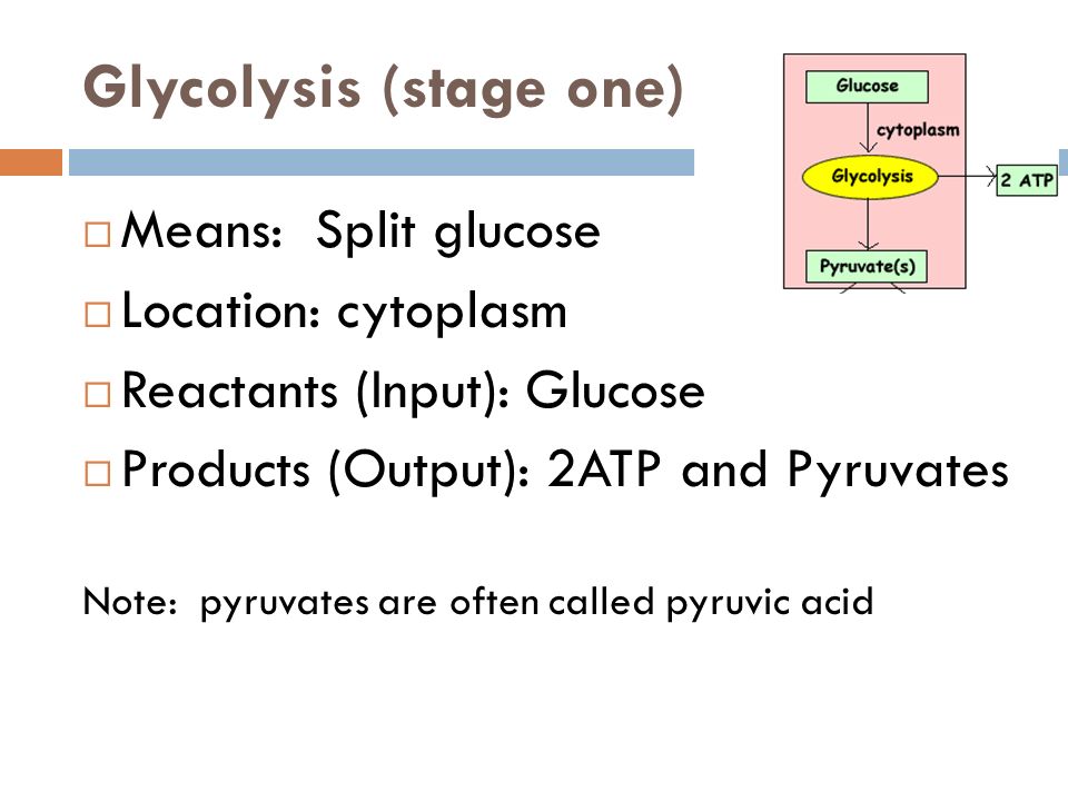 Cellular Respiration Chapter 9 Review What Is The Equation For 5 Glycolysis Stage One Means Split Glucose Location Cytoplasm Reactants Input Products Output 2atp And Pyruvates Note