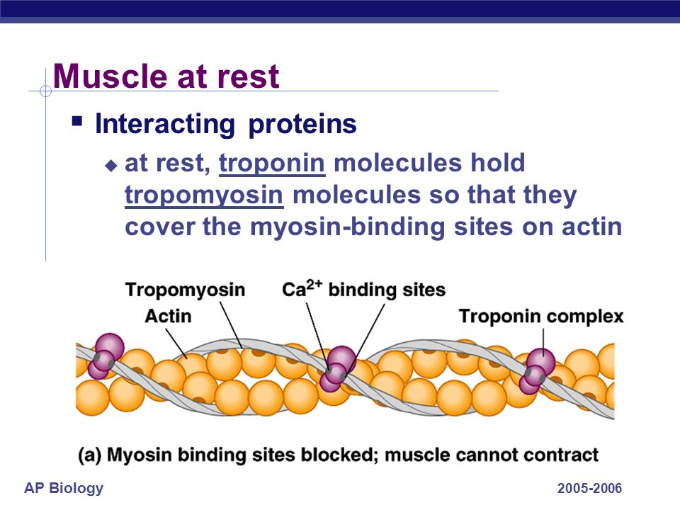 What is the tropomyosin molecule held in place by when at rest?