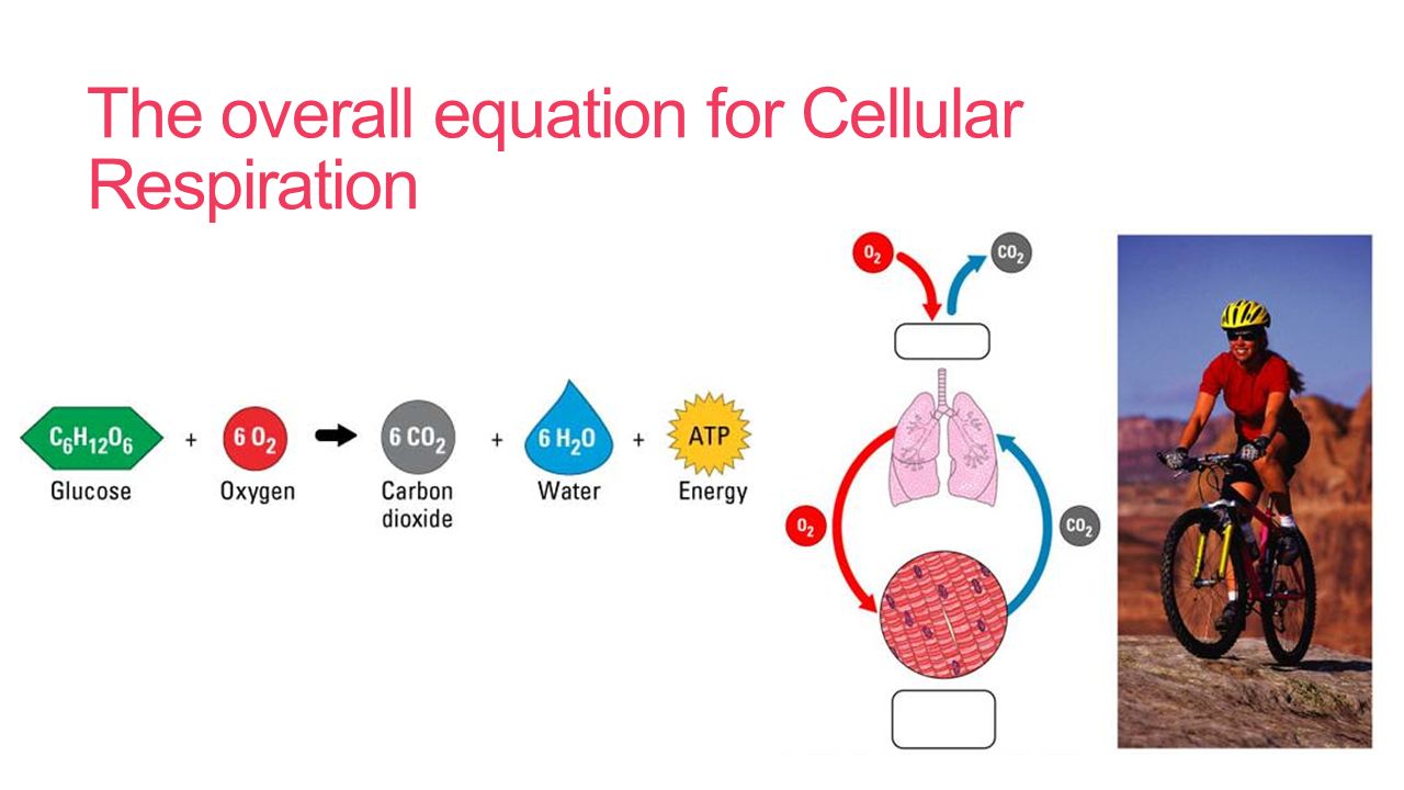 Cellular Respiration Unit 4 What Is 5 The Overall Equation For Cellular Respiration