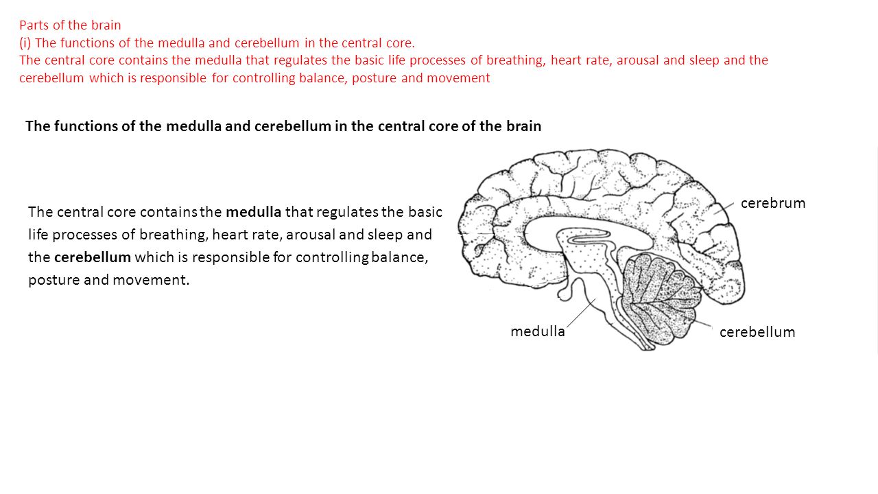 the mysteries of the nervous system and the brain Advancement of knowledge of factors that prevent and enhance brain reorganization unraveling the mysteries of the the changing nervous system. the mysteries of the nervous system and the brain Advancement of knowledge of factors that prevent and enhance brain reorganization unraveling the mysteries of the the changing nervous system.