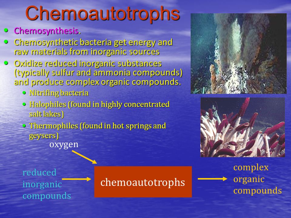chemosynthesis sulfur bacteria chemosynthesis sulfur bacteria