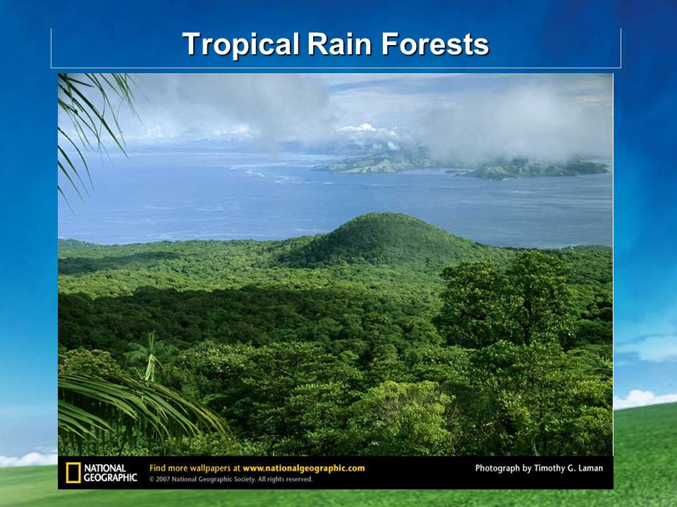 where are the rainforests       tropical rain forests