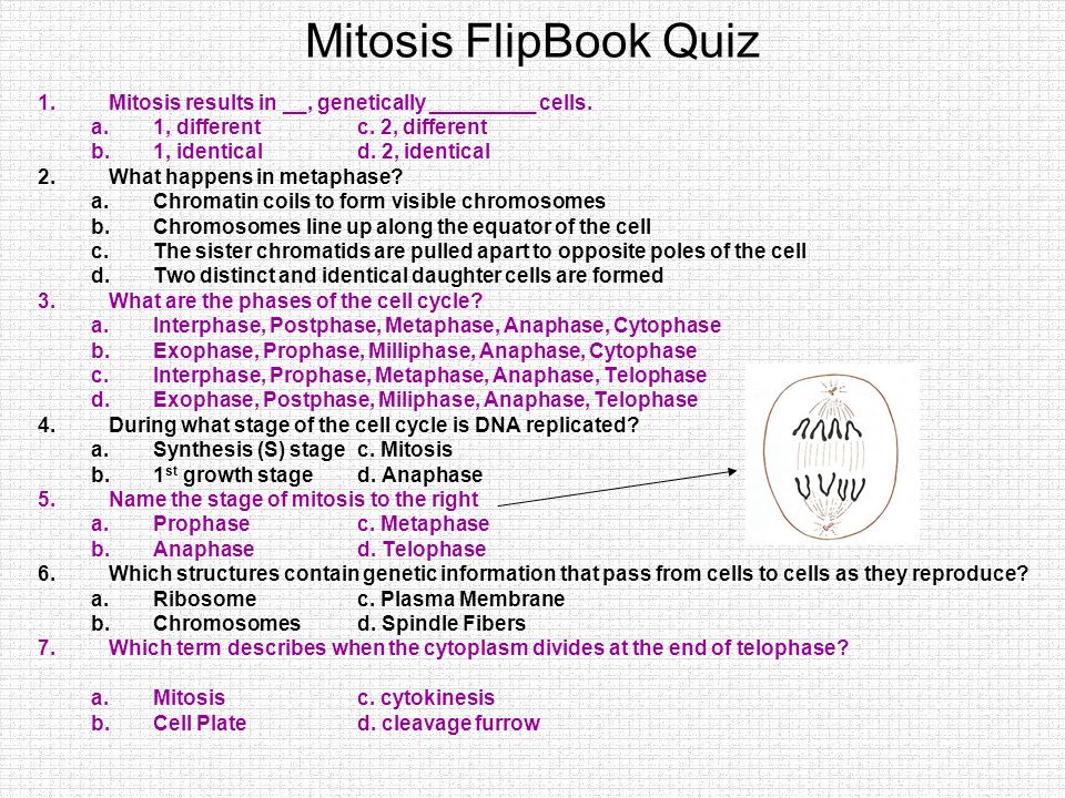 mitosis flip book