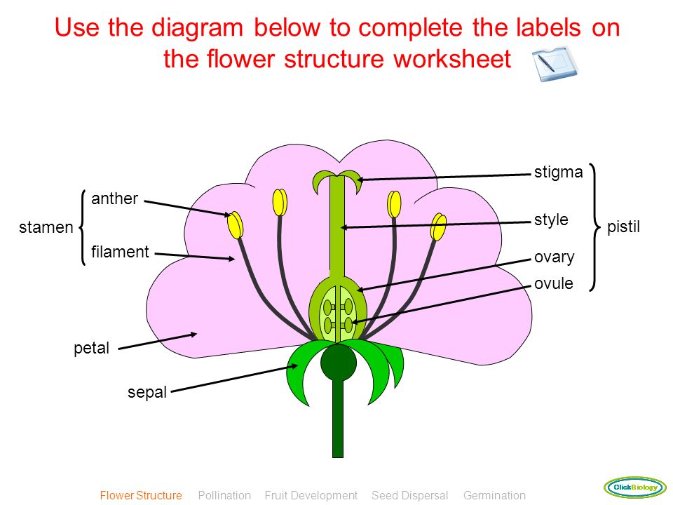 Flower Anatomy Worksheet Delibertad Plant Reproduction Click To Enter Instructions Ensure That You