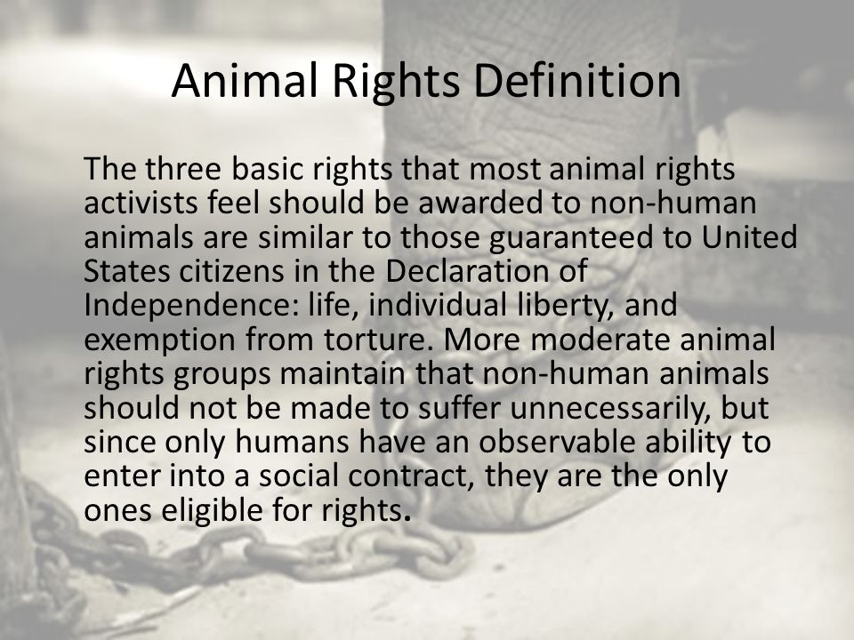 animals should have rights essay A new york court is considering whether chimps are legal persons - and whether animals should be granted the same rights as humans. animals should have rights essay A new york court is considering whether chimps are legal persons - and whether animals should be granted the same rights as humans.