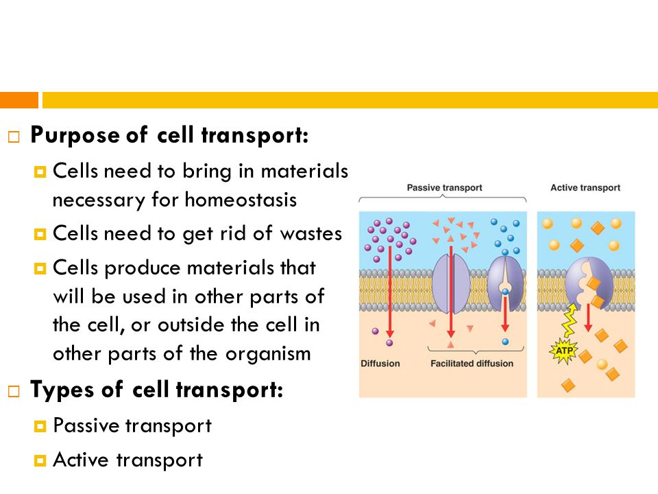 types of cell transport