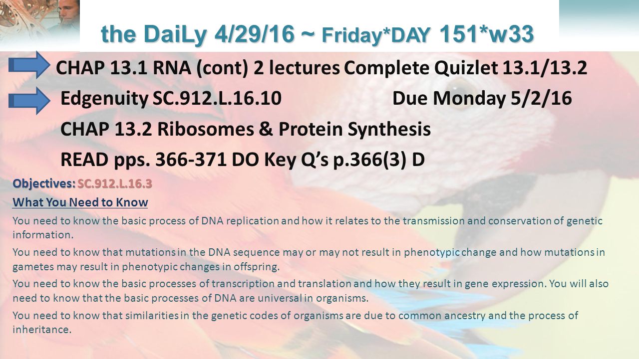 worksheet 13.2 Ribosomes And Protein Synthesis Worksheet lesson overview what is ecology biology honors 8 lesson
