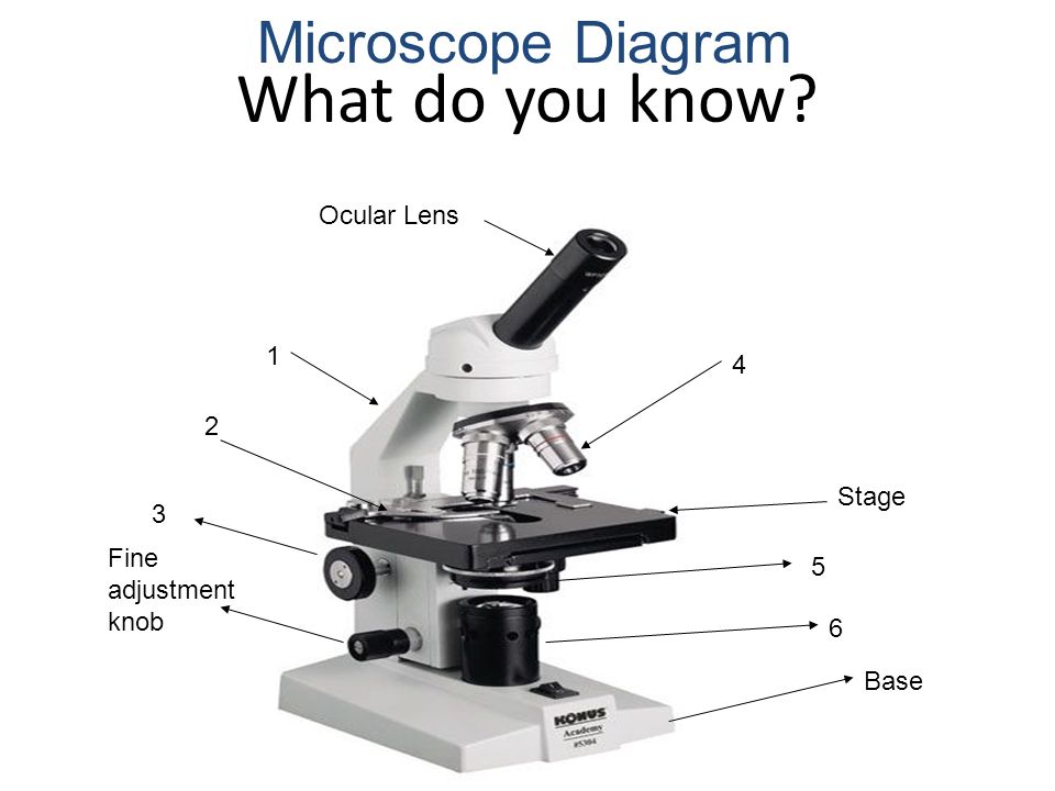 tools of the biologist simple microscope- magnifying glass light