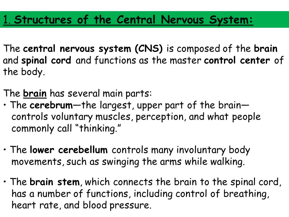 the description of hallucinogens and their effects of the central nervous system Abuse of central nervous system (cns) stimulants is common addiction to some cns stimulants can quickly lead to medical, psychiatric, and psychosocial deterioration drug tolerance, dependence, and sensitization as well as a withdrawal syndrome can occur. the description of hallucinogens and their effects of the central nervous system Abuse of central nervous system (cns) stimulants is common addiction to some cns stimulants can quickly lead to medical, psychiatric, and psychosocial deterioration drug tolerance, dependence, and sensitization as well as a withdrawal syndrome can occur.
