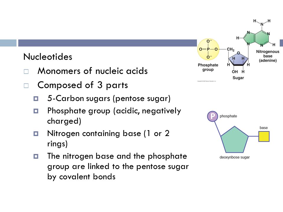 dna the nucleic acids dna and rna are polymers of nucleotides how do nucleotides bond to form nucleic acids