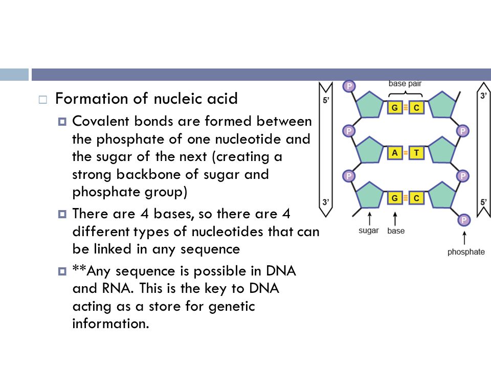 dna the nucleic acids dna and rna are polymers of nucleotides how do nucleotides bond to form nucleic acids