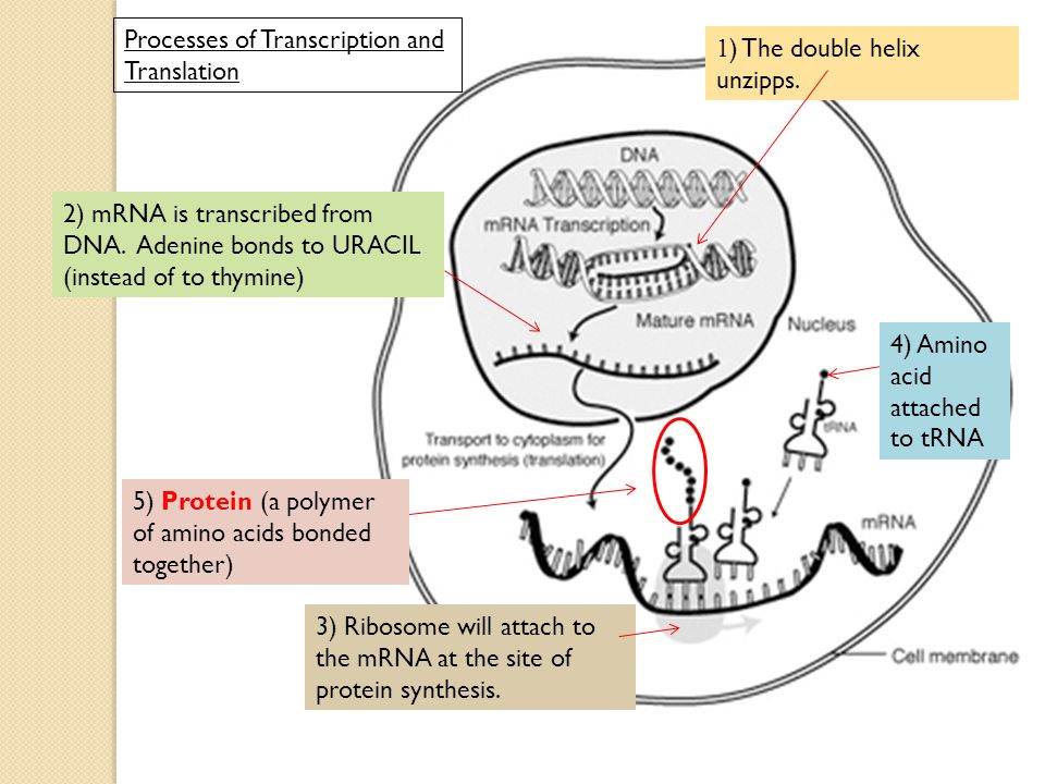 the sites of protien synthesis
