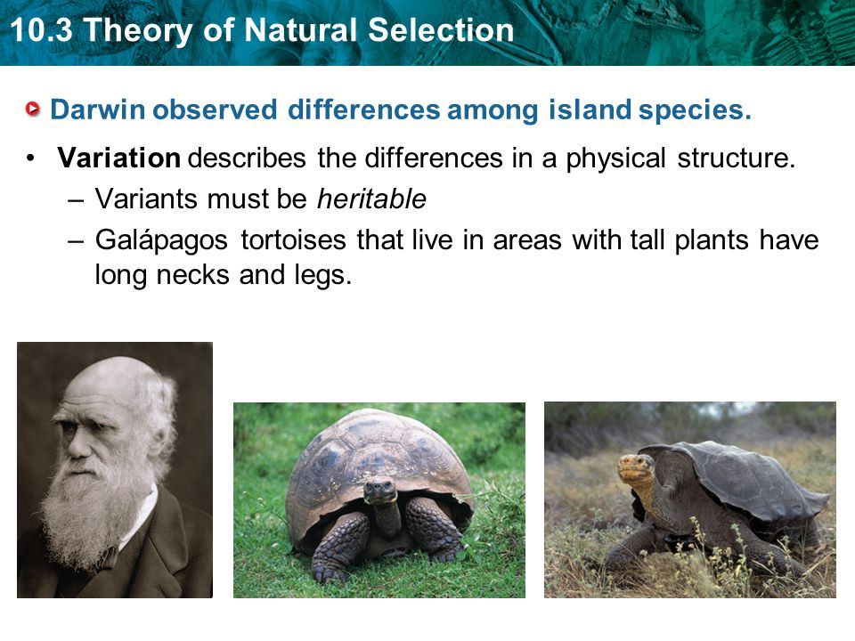 an analysis of darwins theory of natural selection The theory of evolution by natural selection, first formulated in darwin's book on the origin of species in 1859, is the process by which organisms change over time as a result of changes in heritable physical or behavioral traits. an analysis of darwins theory of natural selection The theory of evolution by natural selection, first formulated in darwin's book on the origin of species in 1859, is the process by which organisms change over time as a result of changes in heritable physical or behavioral traits.