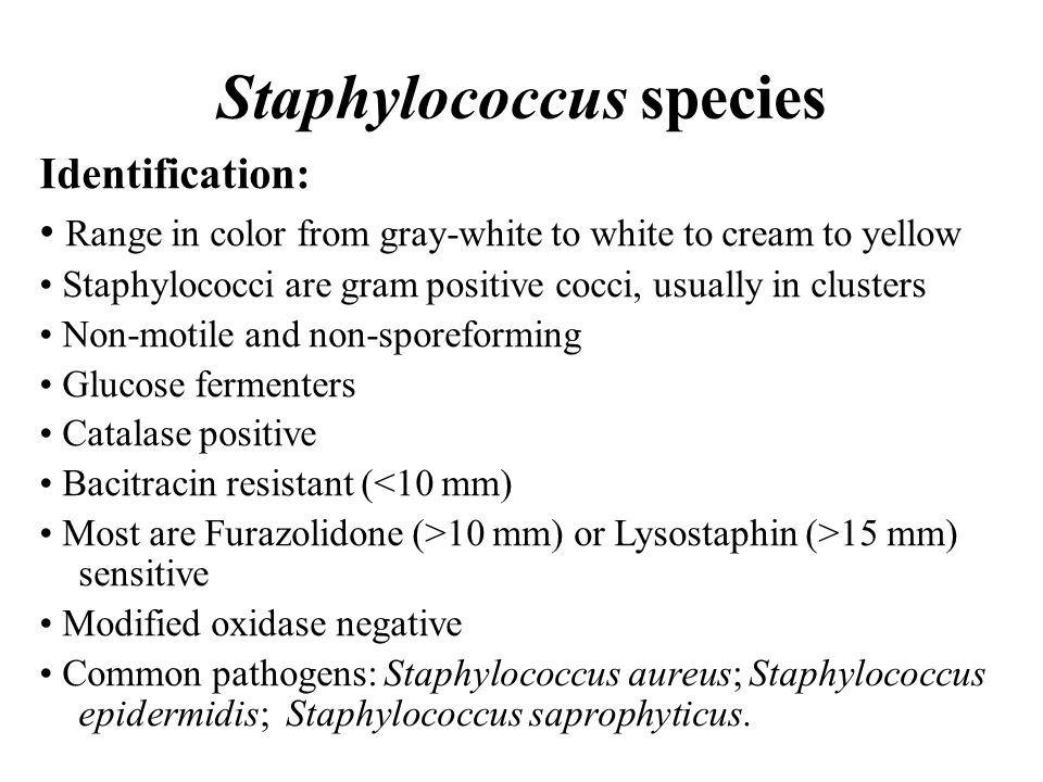 staphlococcus essay Mrsa staph infection research papers examine the bacterium responsible for a number of different difficult to treat staph infections in human beings. staphlococcus essay Mrsa staph infection research papers examine the bacterium responsible for a number of different difficult to treat staph infections in human beings.