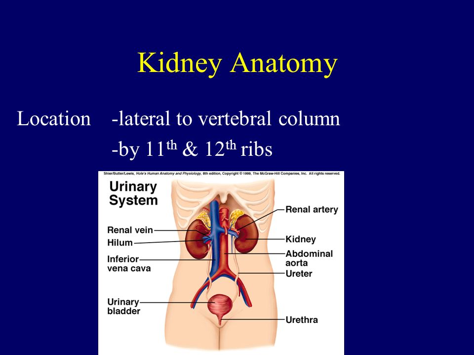 urinary system study guide urinary system study guide