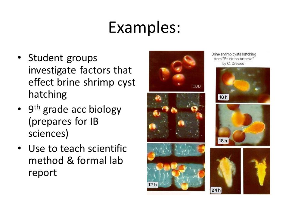 Ib Biology Lab Report Sample