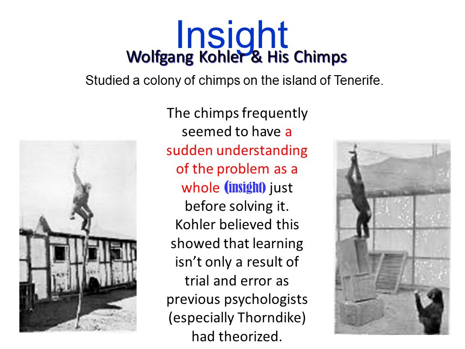 wolfgang kohler s experiment and insight learning The conclusions drawn from the experiments with apes were that these animals exhibit insight and that they wolfgang kohler wolfgang köhler. wolfgang kohler s experiment and insight learning The conclusions drawn from the experiments with apes were that these animals exhibit insight and that they wolfgang kohler wolfgang köhler.