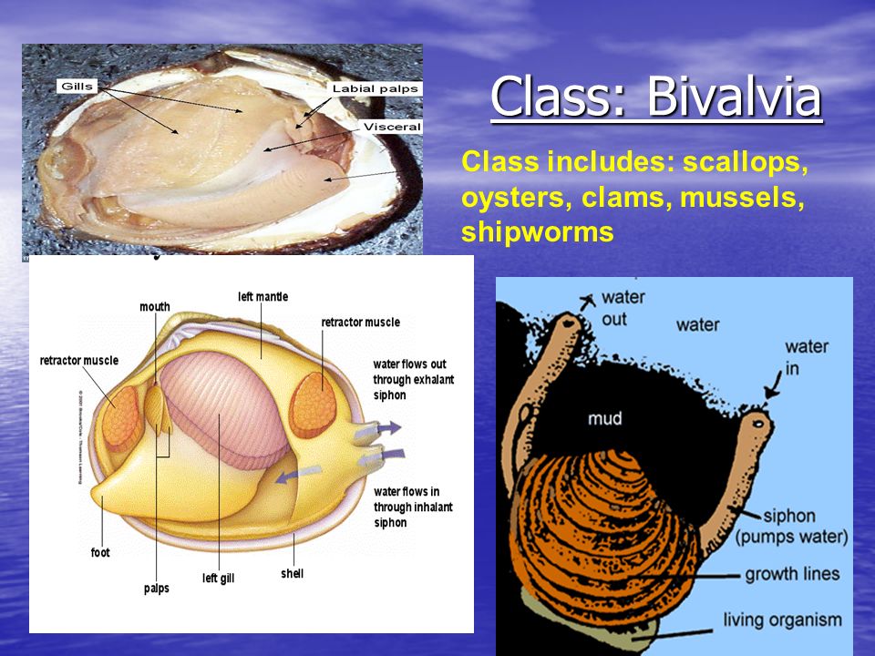 the feasibility of mussel shells bivalvia Description pear-shaped, these bivalves typically attach to the surfaces of surf-beaten rocks a strong byssus near the hinge fastens the mussel to rock, where the surf brings ample oxygen and food. the feasibility of mussel shells bivalvia Description pear-shaped, these bivalves typically attach to the surfaces of surf-beaten rocks a strong byssus near the hinge fastens the mussel to rock, where the surf brings ample oxygen and food.