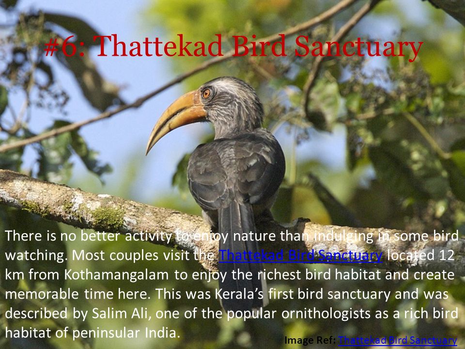#6: Thattekad Bird Sanctuary There is no better activity to enjoy nature than indulging in some bird watching.