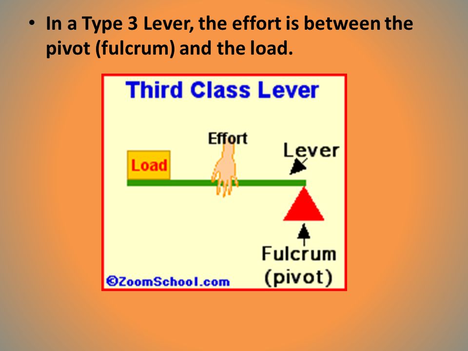 In a Type 3 Lever, the effort is between the pivot (fulcrum) and the load.