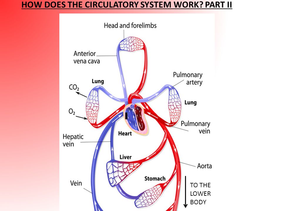 circulatory system notes l1 what is the circulatory system the use the venn diagram to compare and contrast open and closed circulatory systems
