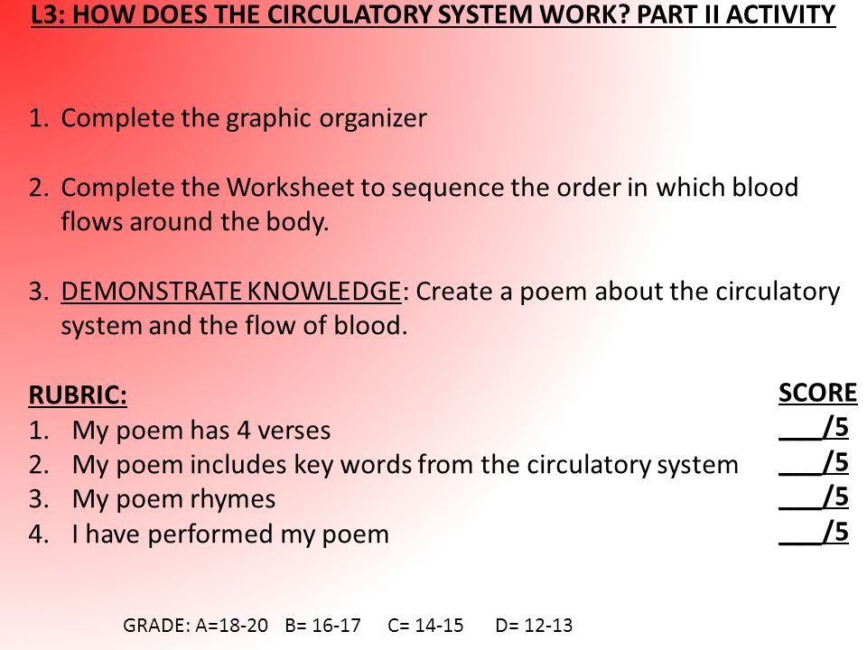 circulatory system notes l1 what is the circulatory system the how the circulatory system works worksheet