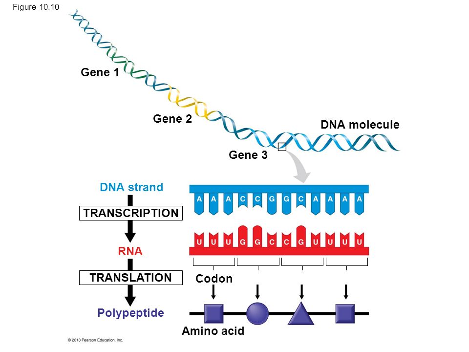 2017 Pearson Education Inc Lectures By Edward J Zalisko 25 Figure 10 Amino Acid Rna Transcription Dna Strand Polypeptide Codon Gene 1 3 2 Molecule Translation