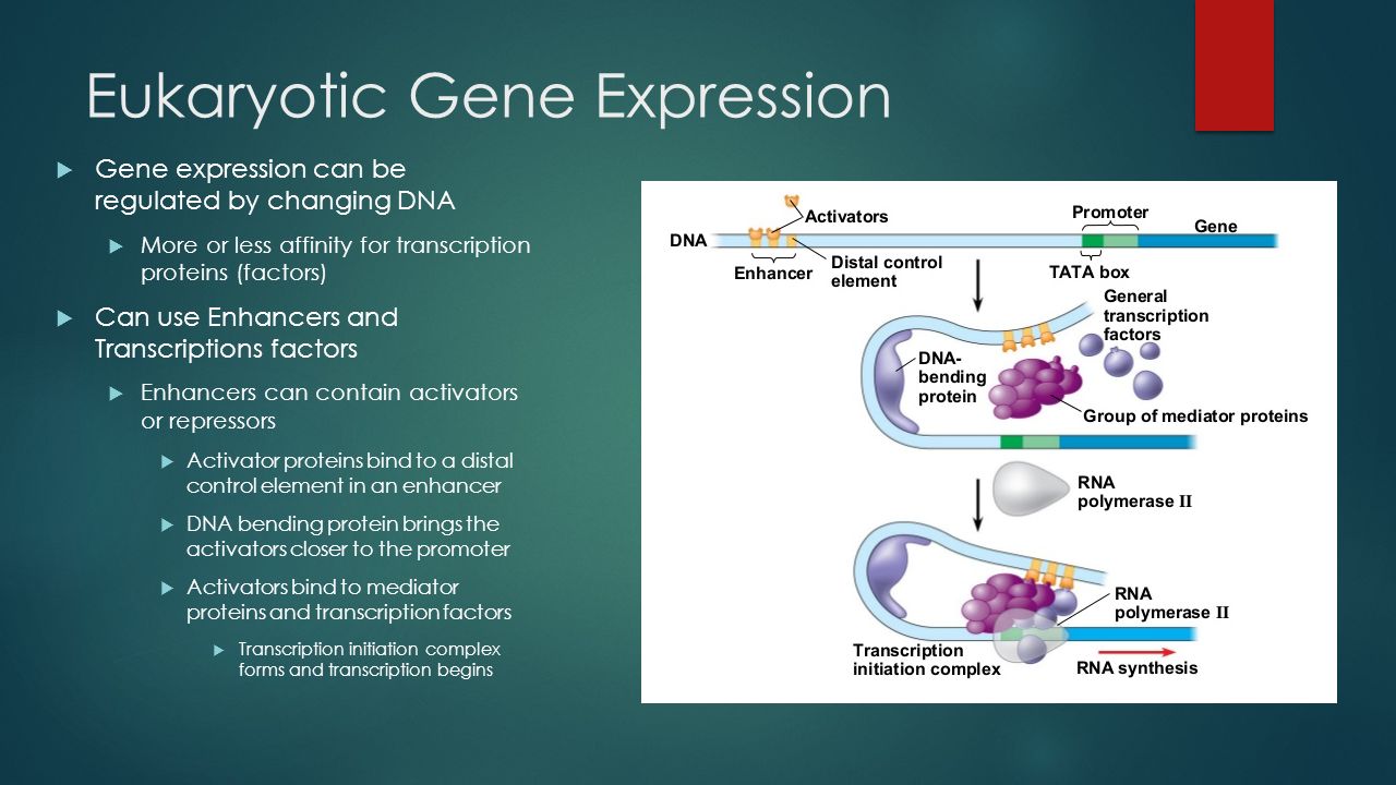 mapping a eukaryotic gene Chapter 10 eukaryotic gene mapping i ntroduction in previous chapters the relative location of two loci has been examined we have used the frequency of. mapping a eukaryotic gene Chapter 10 eukaryotic gene mapping i ntroduction in previous chapters the relative location of two loci has been examined we have used the frequency of.