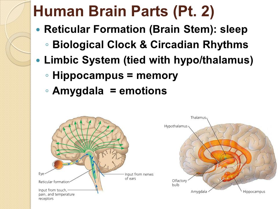 Circadian Rhythm Brain Prozac