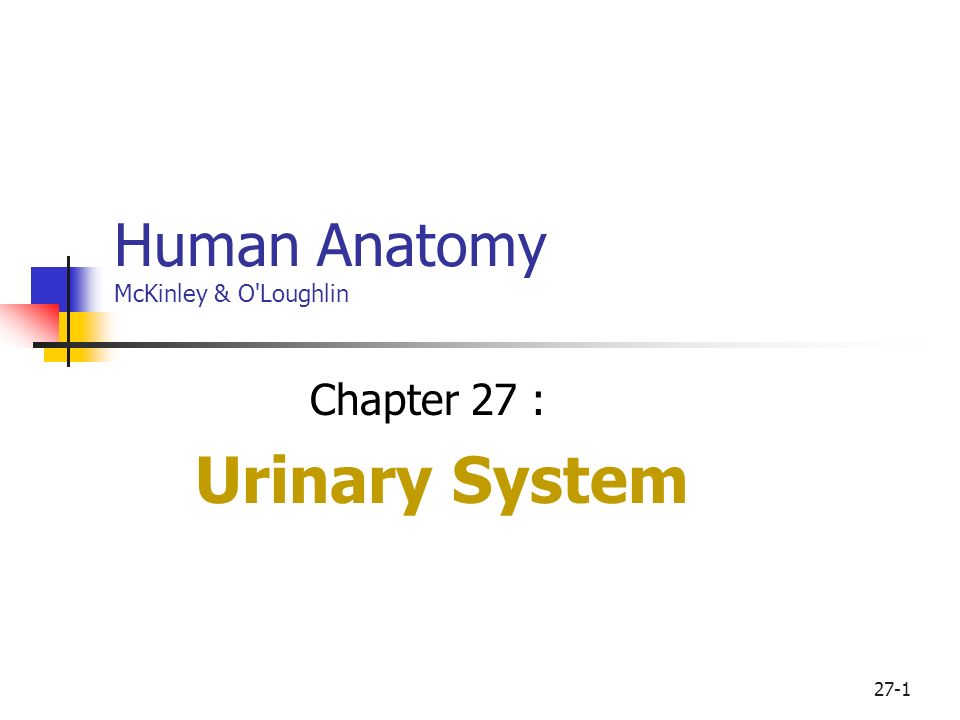 Human urinary system anatomy powerpoint presentation