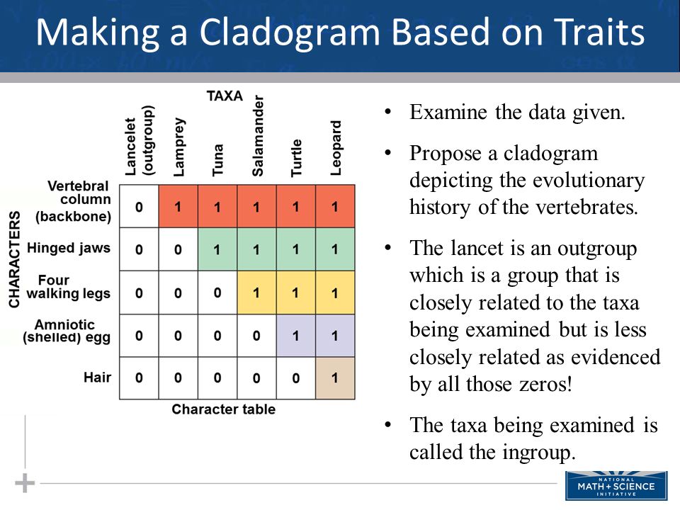 making cladograms essay 54u6 evidence from cladistics has shown that classifications of some groups based on structure did not 54s1 analysis of cladograms to deduce. making cladograms essay 54u6 evidence from cladistics has shown that classifications of some groups based on structure did not 54s1 analysis of cladograms to deduce.