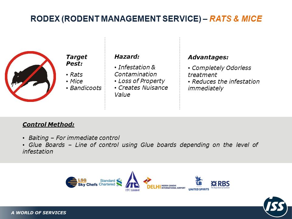 RODEX (RODENT MANAGEMENT SERVICE) – RATS & MICE Target Pest: Rats Mice Bandicoots Hazard: Infestation & Contamination Loss of Property Creates Nuisance Value Advantages: Completely Odorless treatment Reduces the infestation immediately Control Method: Baiting – For immediate control Glue Boards – Line of control using Glue boards depending on the level of infestation