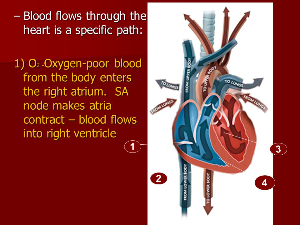 human anatomy circulatory respiratory the respiratory youtube how the heart works