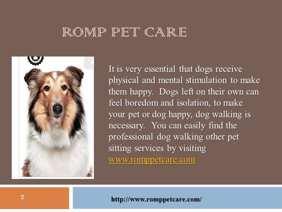 It is very essential that dogs receive physical and mental stimulation to make them happy.