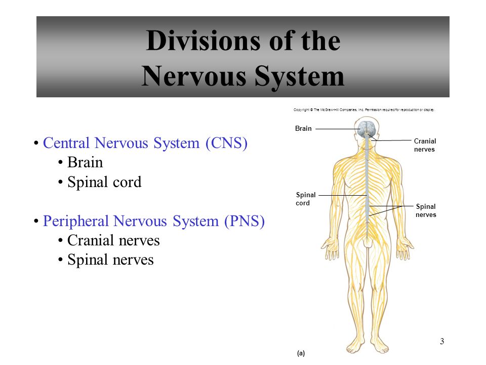 human physiological disorders Stress effects on the body musculoskeletal system this may trigger other reactions of the body and even promote stress-related disorders for example. human physiological disorders Stress effects on the body musculoskeletal system this may trigger other reactions of the body and even promote stress-related disorders for example.