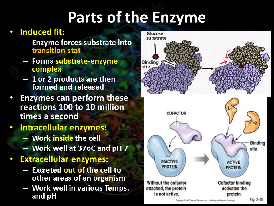 Need help do my essay investigating enzyme substrate reactions