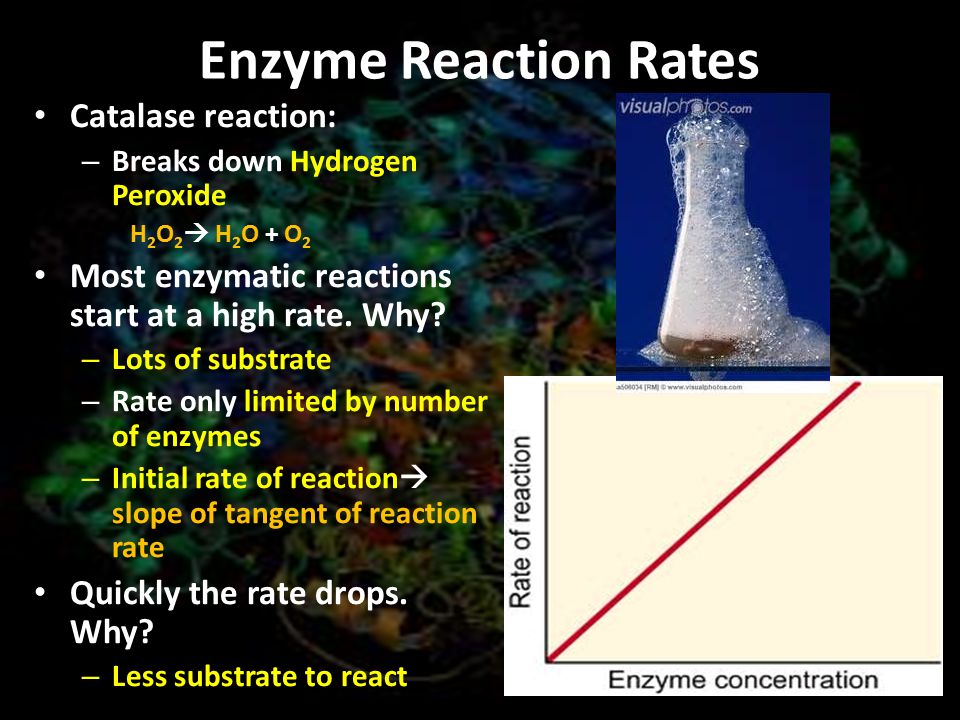Need help do my essay investigating enzyme substrate reactions