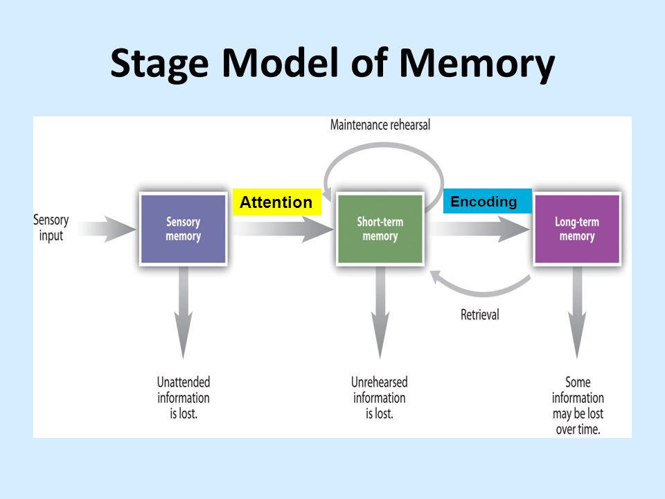 information processing model