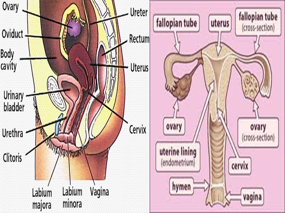 Petting crotch anus rectum