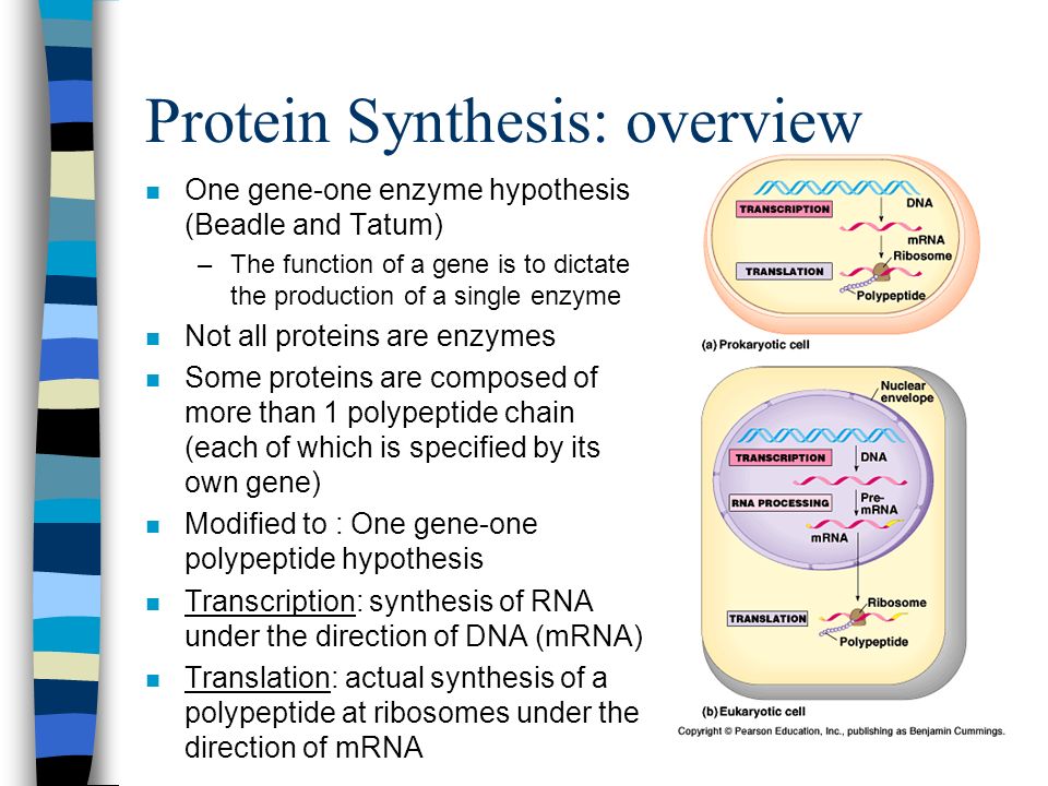 n chapter 17~ from gene to protein.