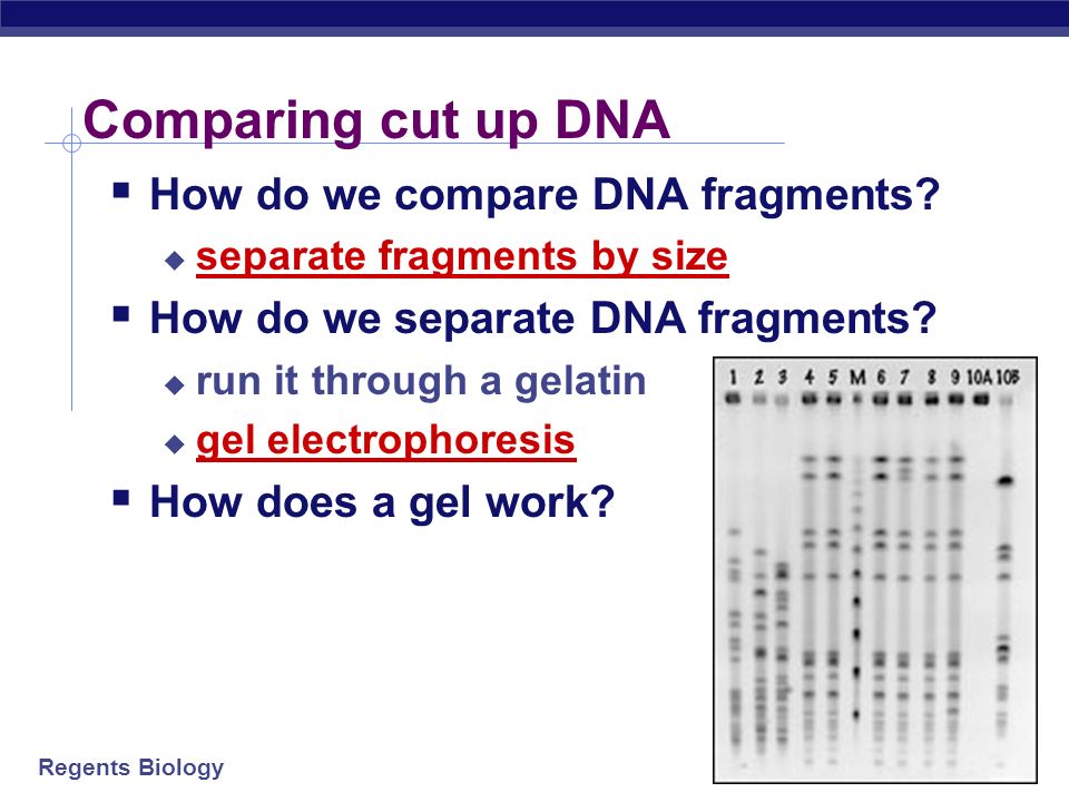 how does gel electrophoresis work