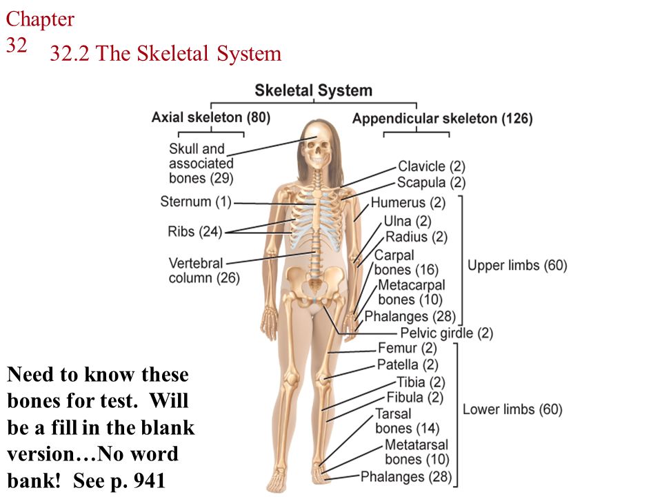 the role of our skeletal system The skeletal system stores minerals, fats, and produces blood cells another major role of the skeletal system is to provide mobility tendons, bones, joints, ligaments and muscles work in concert to produce various movements. the role of our skeletal system The skeletal system stores minerals, fats, and produces blood cells another major role of the skeletal system is to provide mobility tendons, bones, joints, ligaments and muscles work in concert to produce various movements.