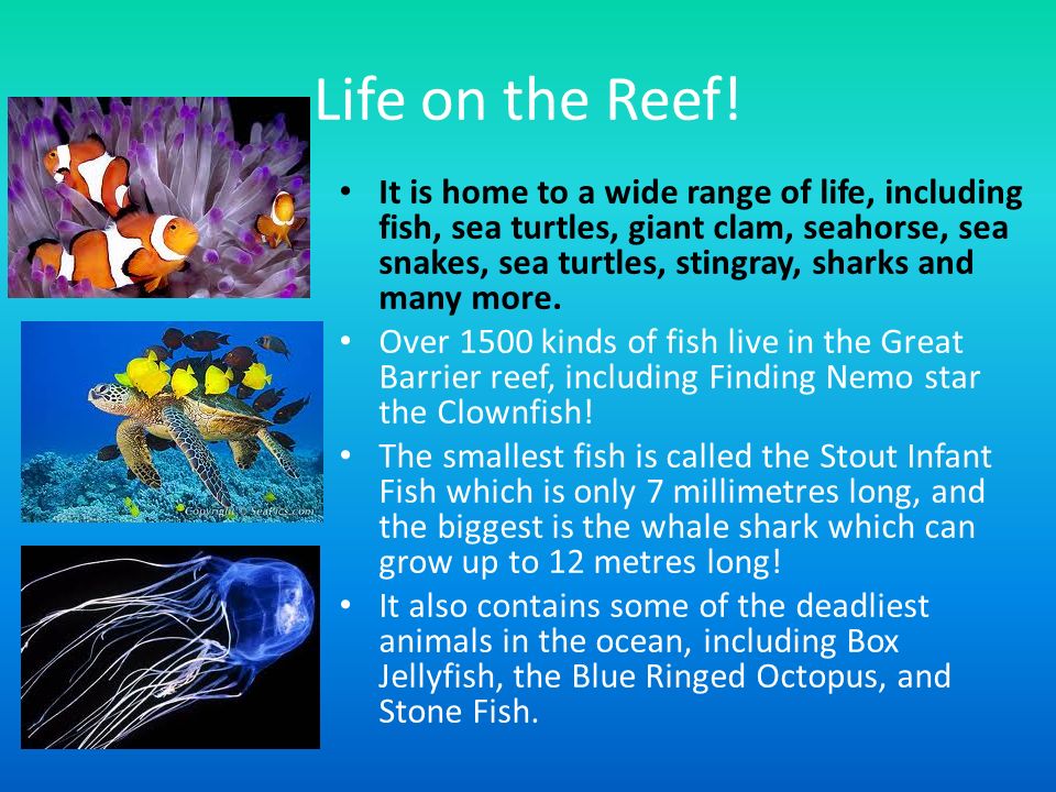 Fish facts
