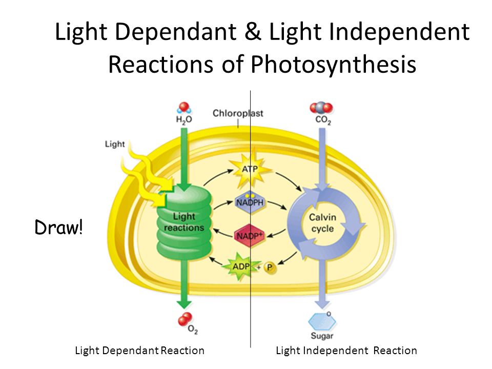 reactions of photosynthesis reactions of photosynthesis