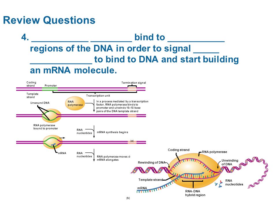 3 3 the nucleus and dna replication continued from nucleus nucleotides are joined by a to form the dna and rna polymers that function in the cell