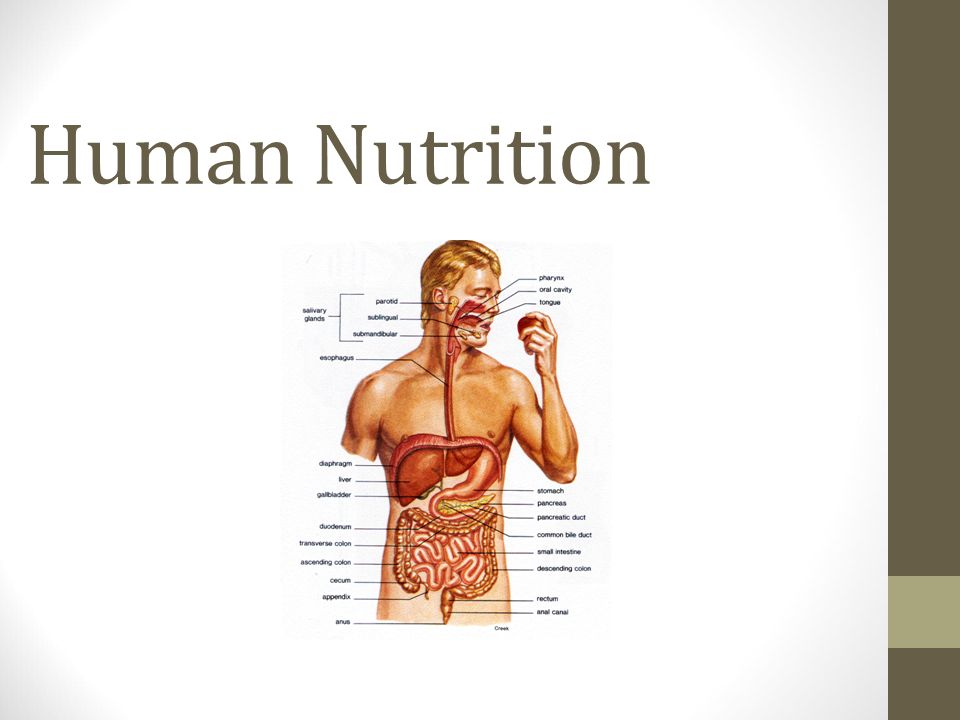human nutrition essential questions what life process how do human human nutrition