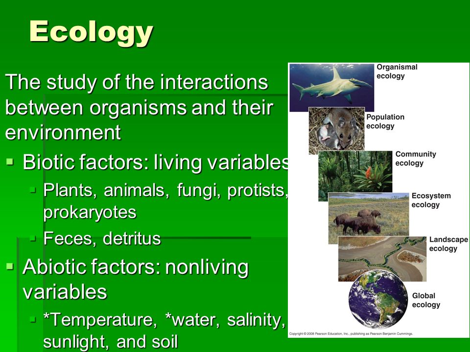 essay on prokaryotes in ecology Gene regulation teacher packet prokaryotes: operon an operon is a set of genes grouped together, transcribed together with one promoter for one function. essay on prokaryotes in ecology Gene regulation teacher packet prokaryotes: operon an operon is a set of genes grouped together, transcribed together with one promoter for one function.