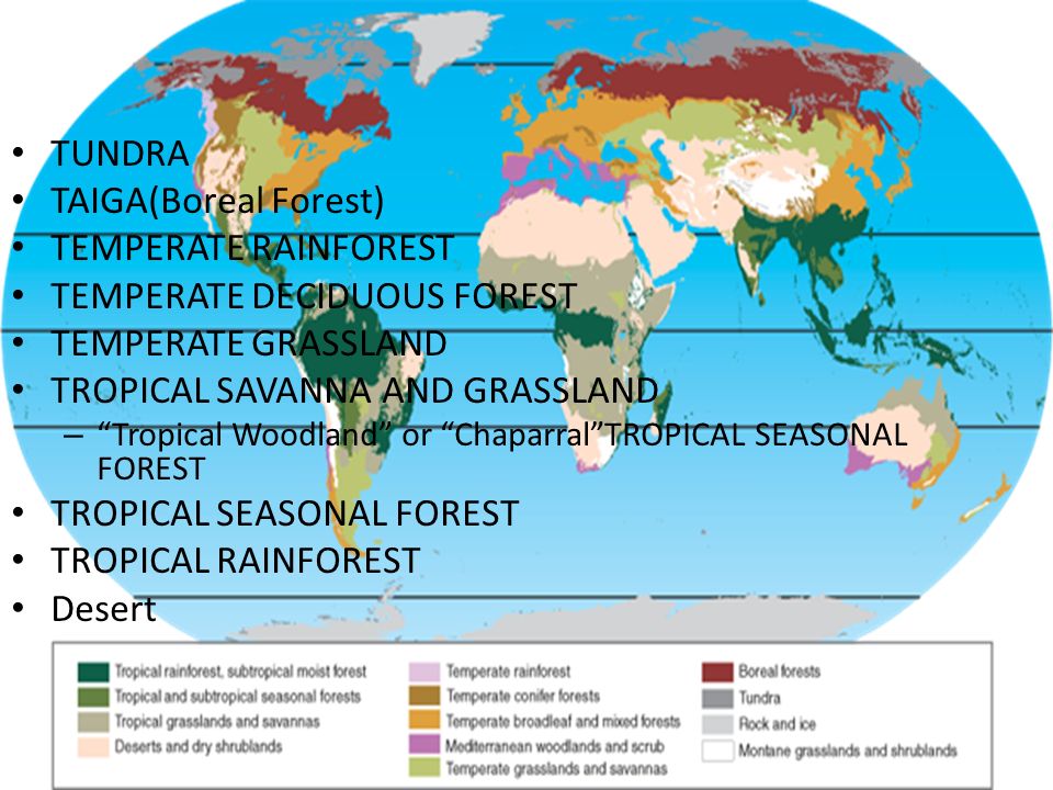 tropical seasonal forest