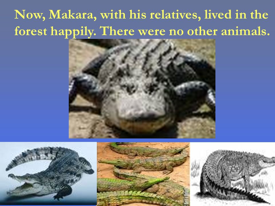 Now, Makara, with his relatives, lived in the forest happily. There were no other animals.
