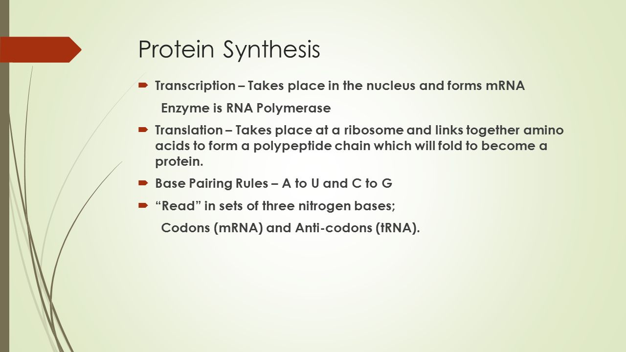 protein synthesis takes place in protein synthesis takes place in